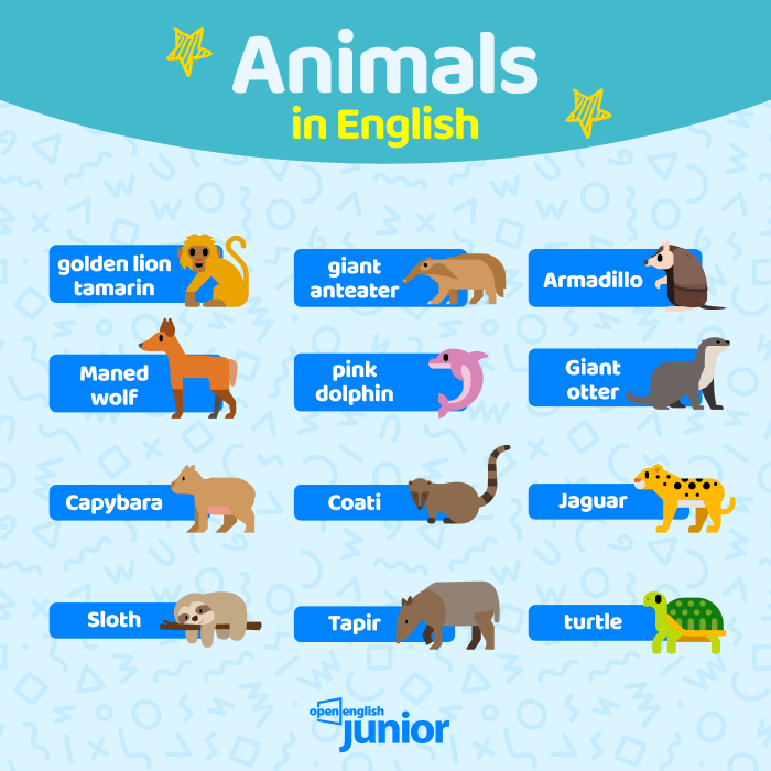 Qual é o nome dos animais em inglês ⋆ Loja Uiclap